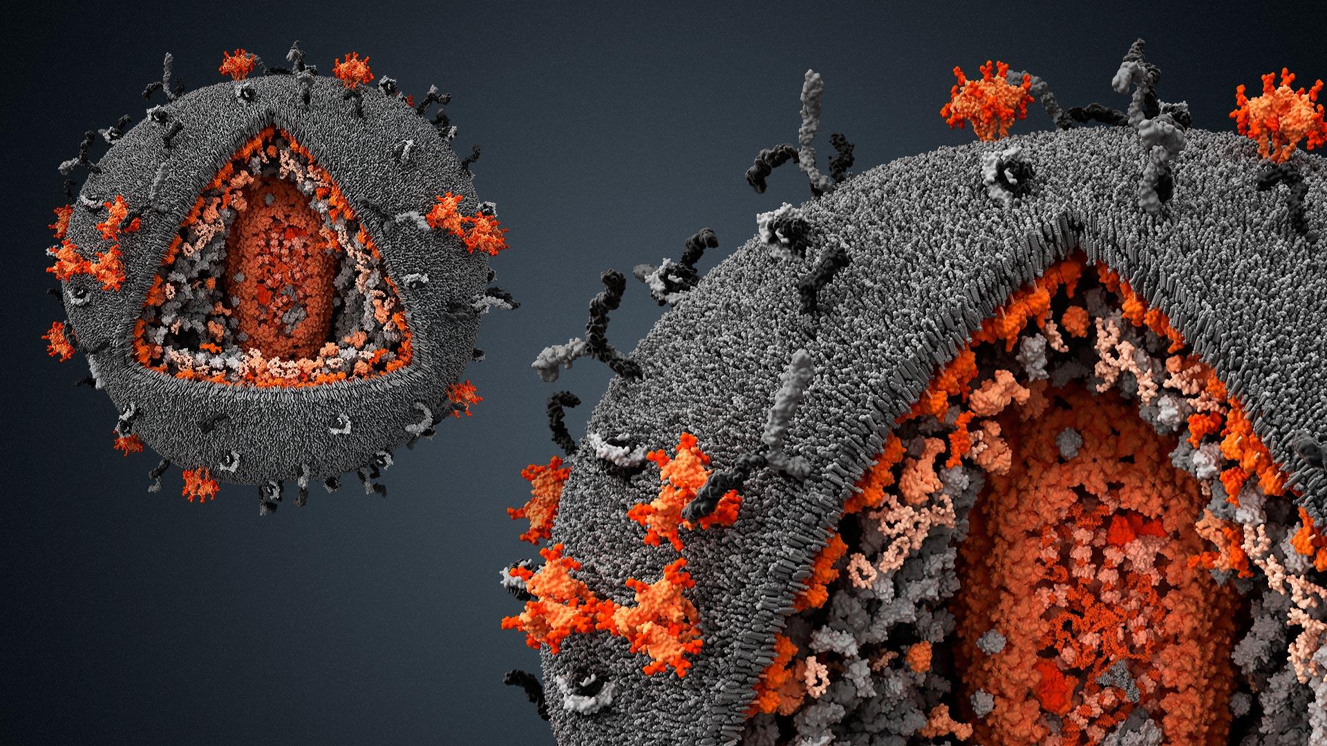 Hiv virus